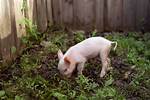 Pig's Digs?