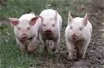 Pig's Grunts