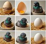 Pigeon Egg