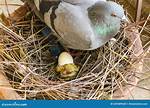 Pigeon Eggs