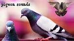 Pigeons' Sounds