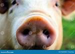 Pigs Nose