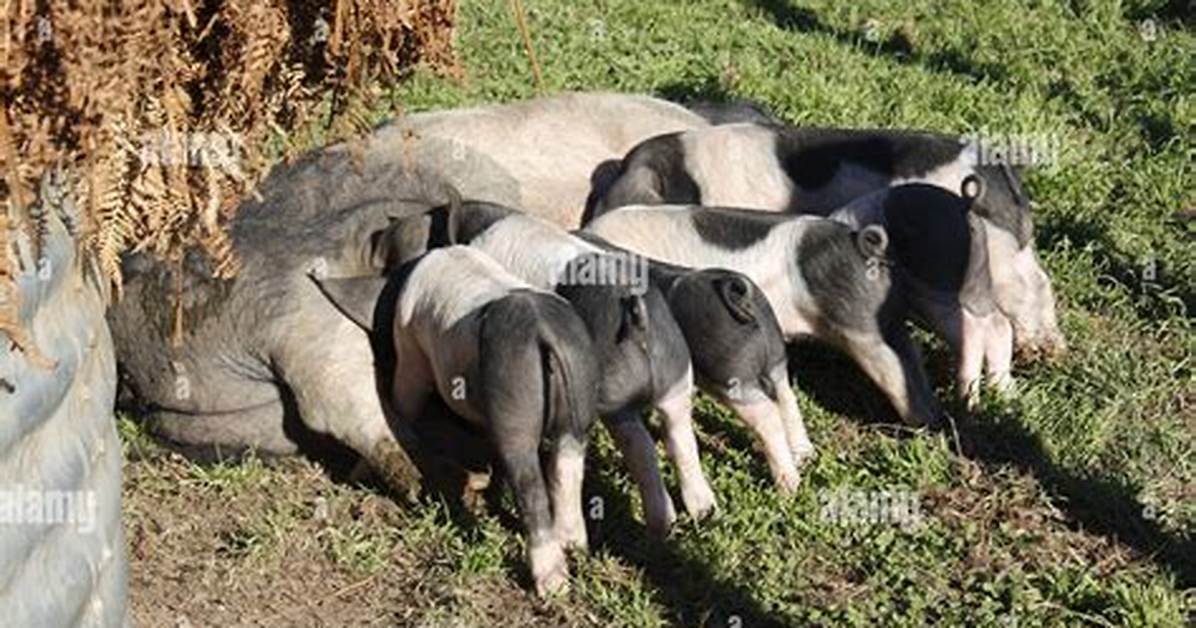 Pigsties