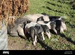 Pigsties