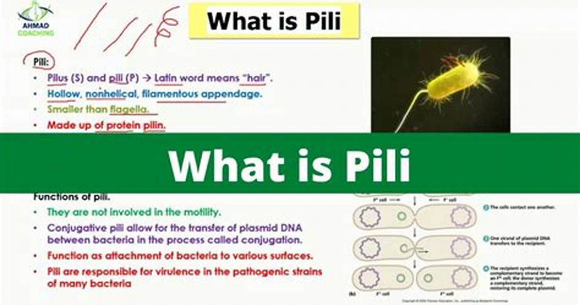 Pili Function