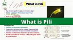 Pili Function