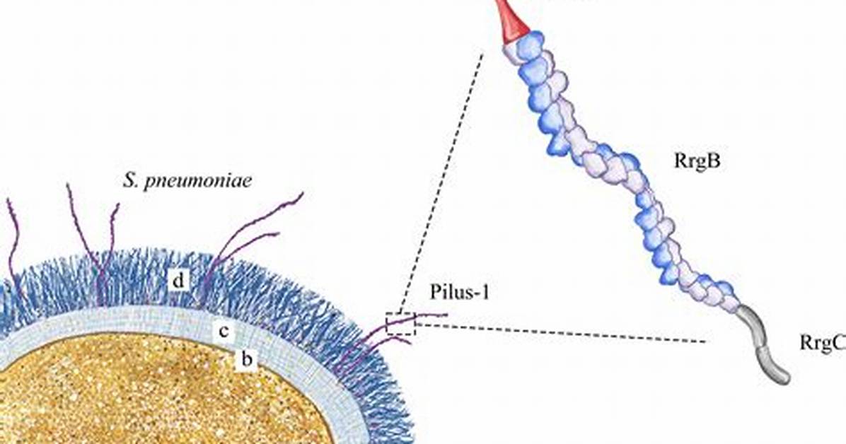 Pilus Function