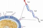 Pilus Function