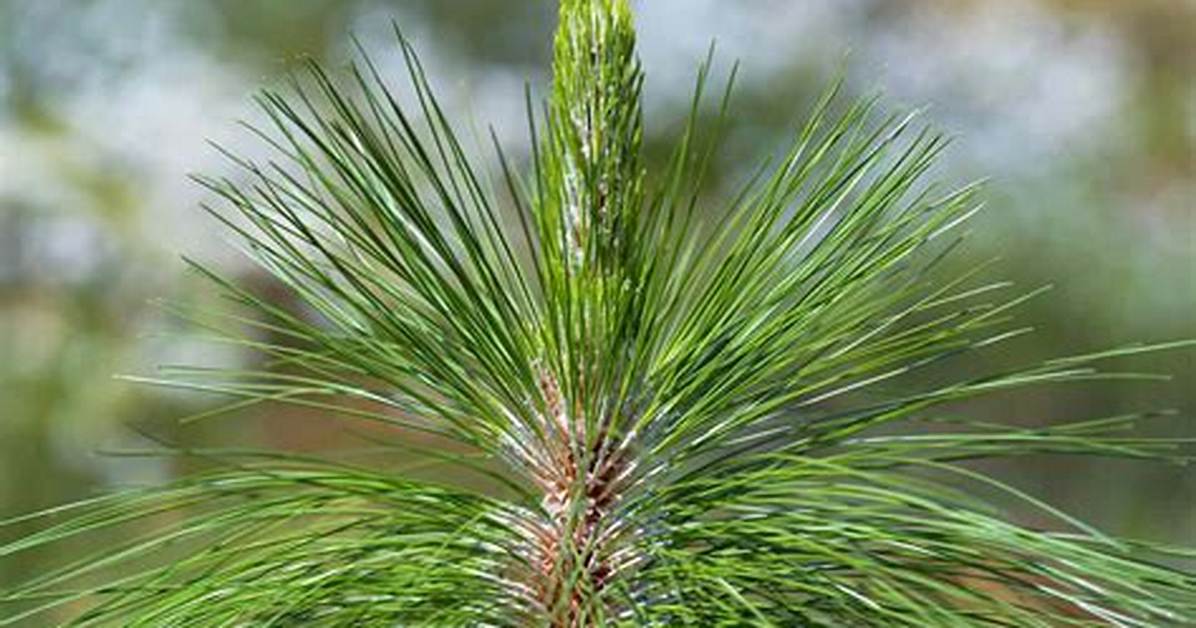 Pine Leaves