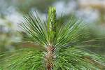 Pine Leaves