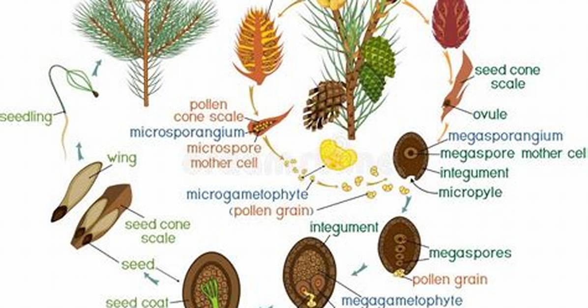 Pine Life Cycle