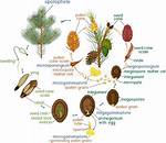 Pine Life Cycle