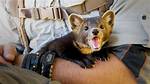 Pine Marten Pet