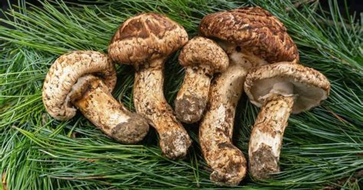 Pine Mushrooms