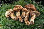 Pine Mushrooms