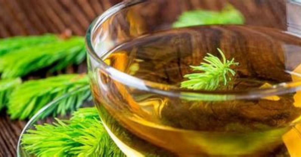 Pine Needle Tea Side Effects