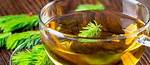 Pine Needle Tea Side Effects