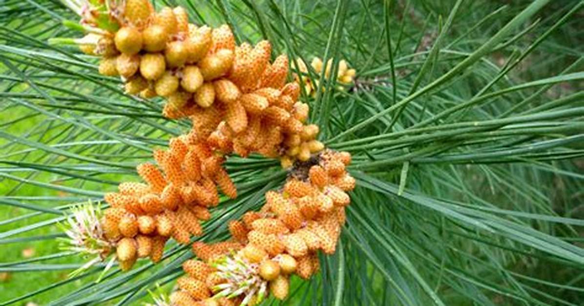 Pine Nut Tree