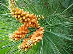 Pine Nut Tree