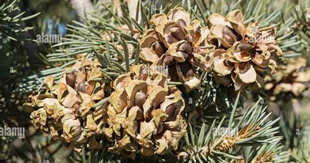 Pine Nuts Tree