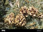 Pine Nuts Tree