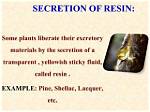 Pine's Sticky Secretion