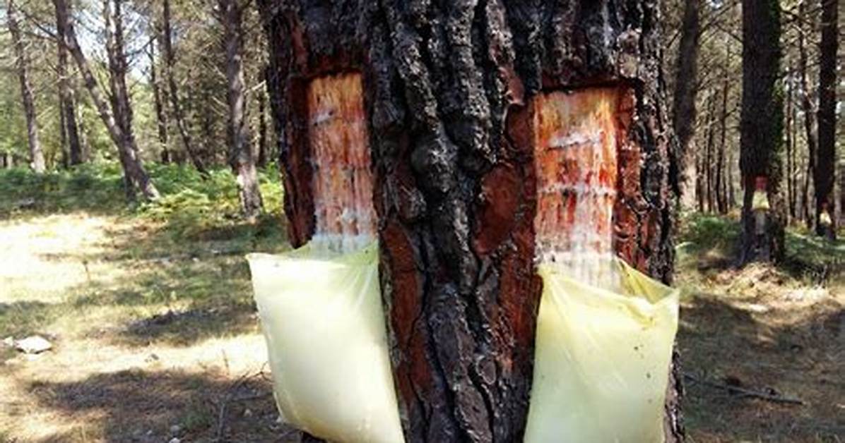 Pine Sap