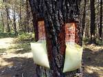 Pine Sap