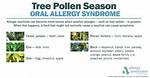 Pine Tree Allergy