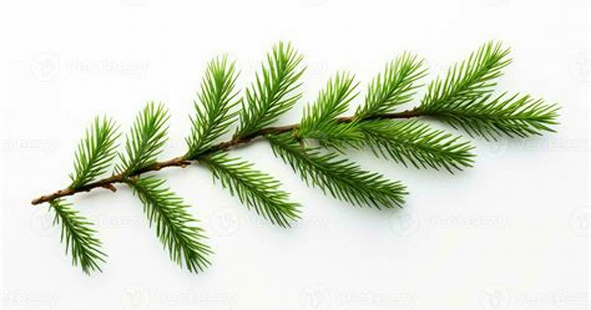 Pine Tree Branch