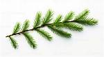 Pine Tree Branch