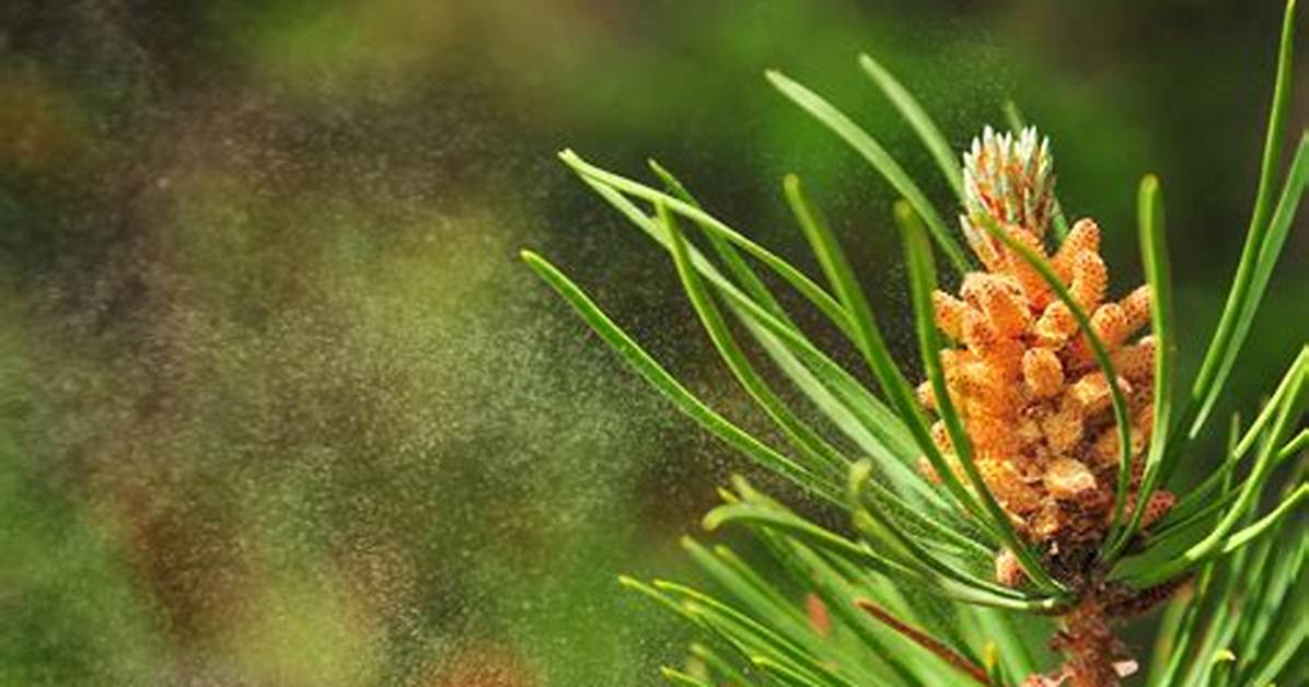 Pine Tree Pollen