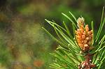 Pine Tree Pollen