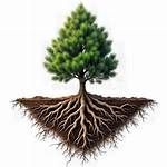 Pine Tree Roots
