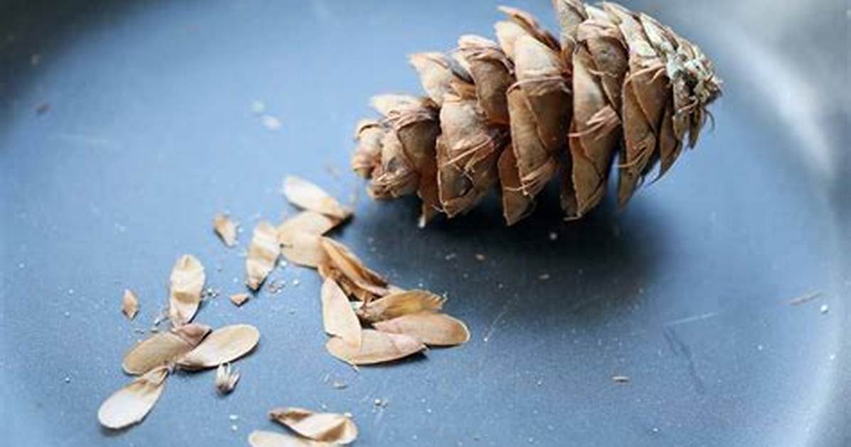 Pine Tree Seeds