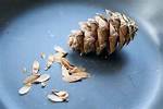 Pine Tree Seeds