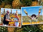Pineapple Company