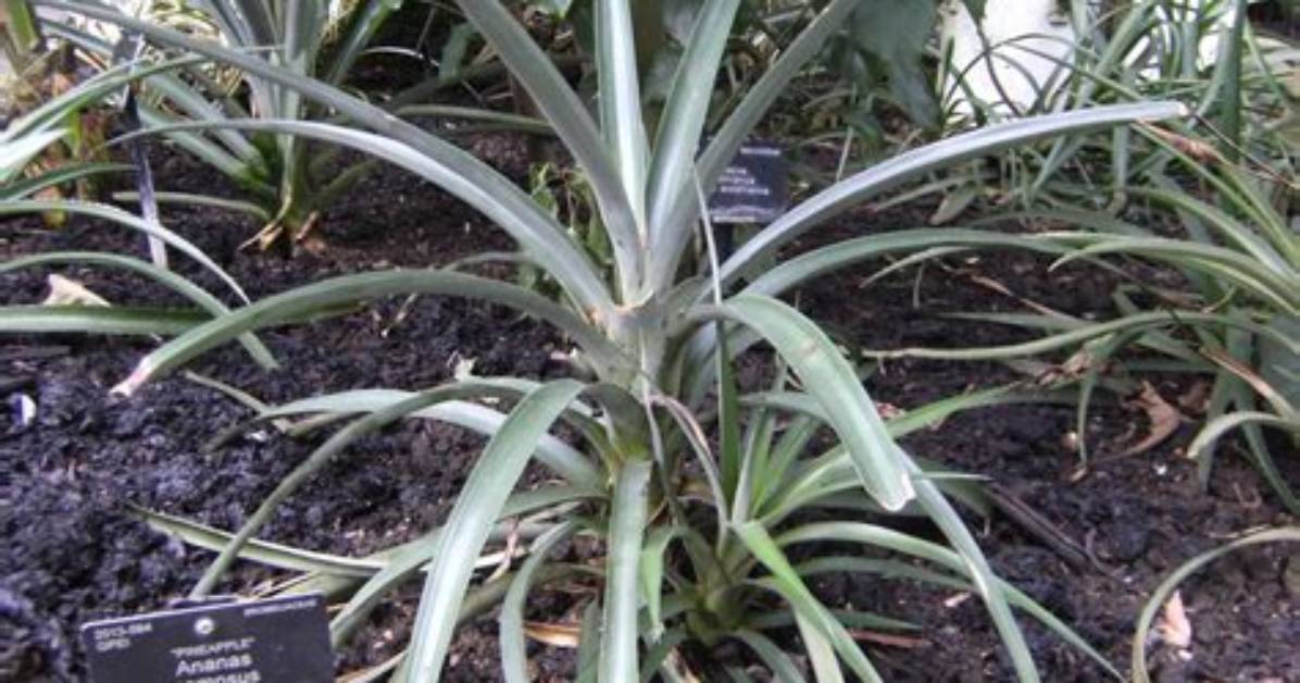 Pineapple Leaves