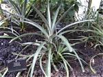 Pineapple Leaves