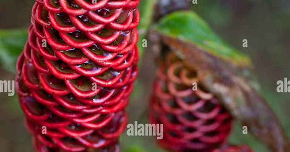 Pinecone Ginger