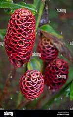 Pinecone Ginger