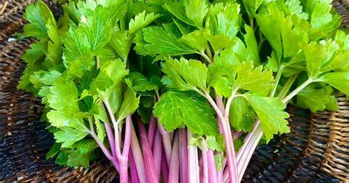 Pink Celery