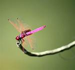 Pink Dragonfly