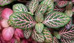 Pink Leaf Plant