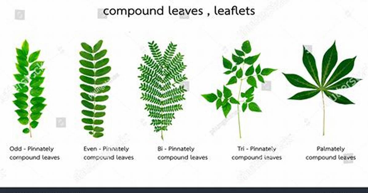 Pinnately Compound Leaf