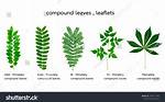 Pinnately Compound Leaf