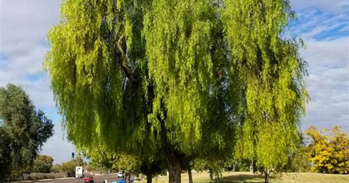 Pirul Tree