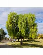 Pirul Tree