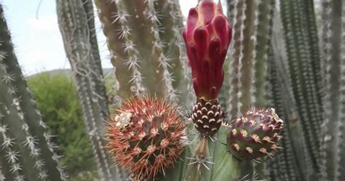Pitaya Cactus