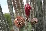 Pitaya Cactus